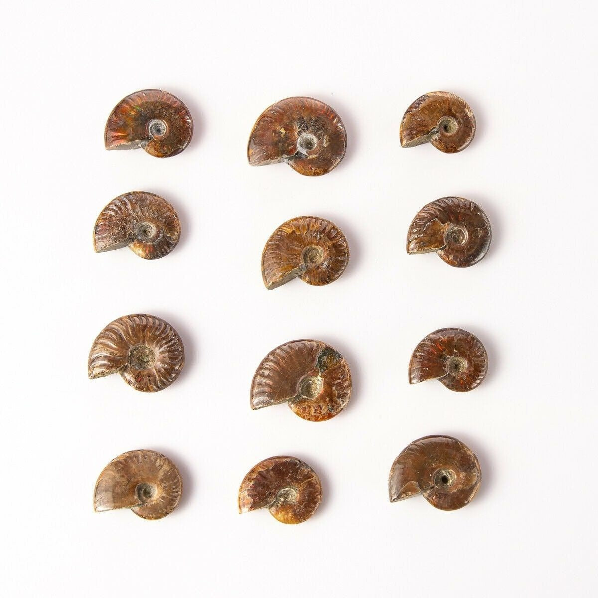 Pezzo Naturale Di Ammonite Fossile Druzy Madagascar Conchiglia Slice Reiki
