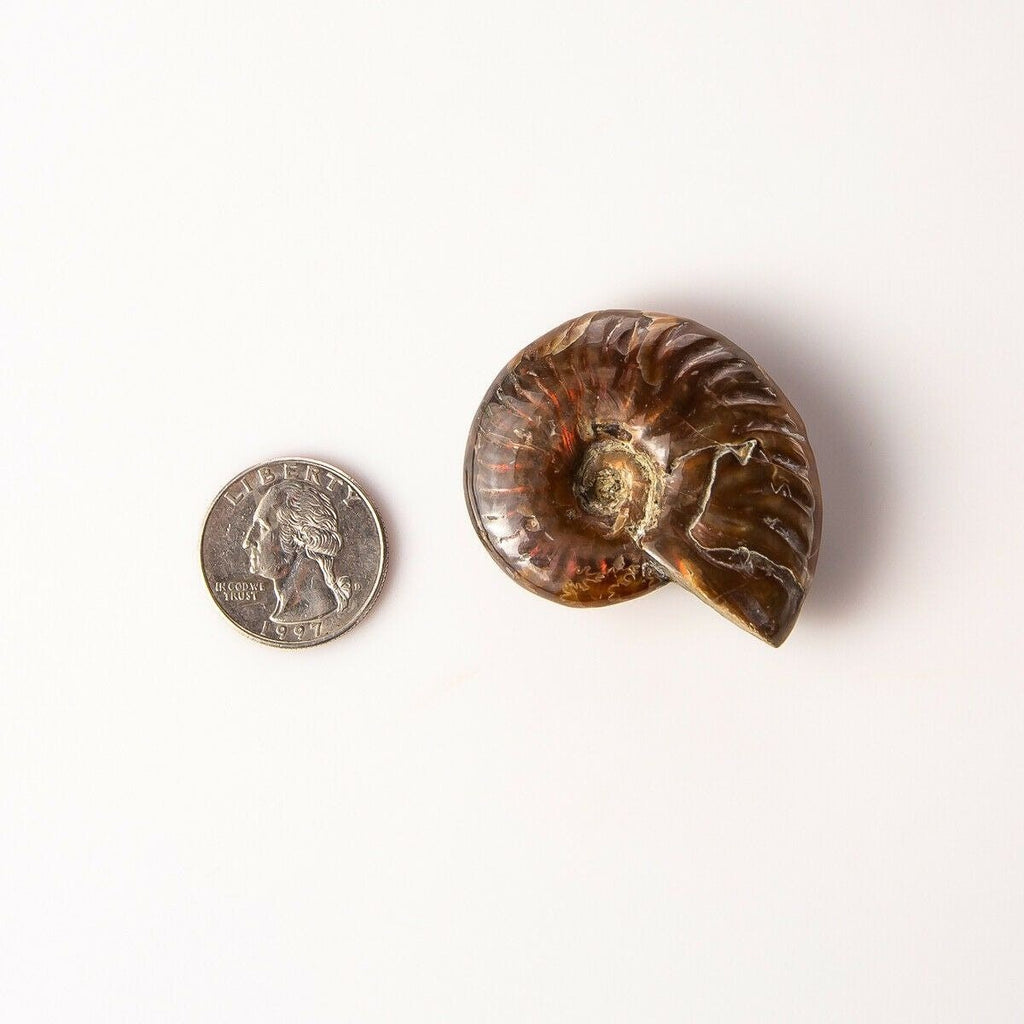 Small Polished Opalized Ammonite Fossil with Quarter for Size