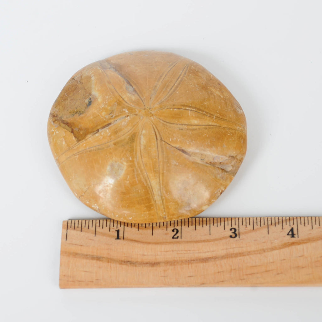Giant Sand Dollar with Ruler