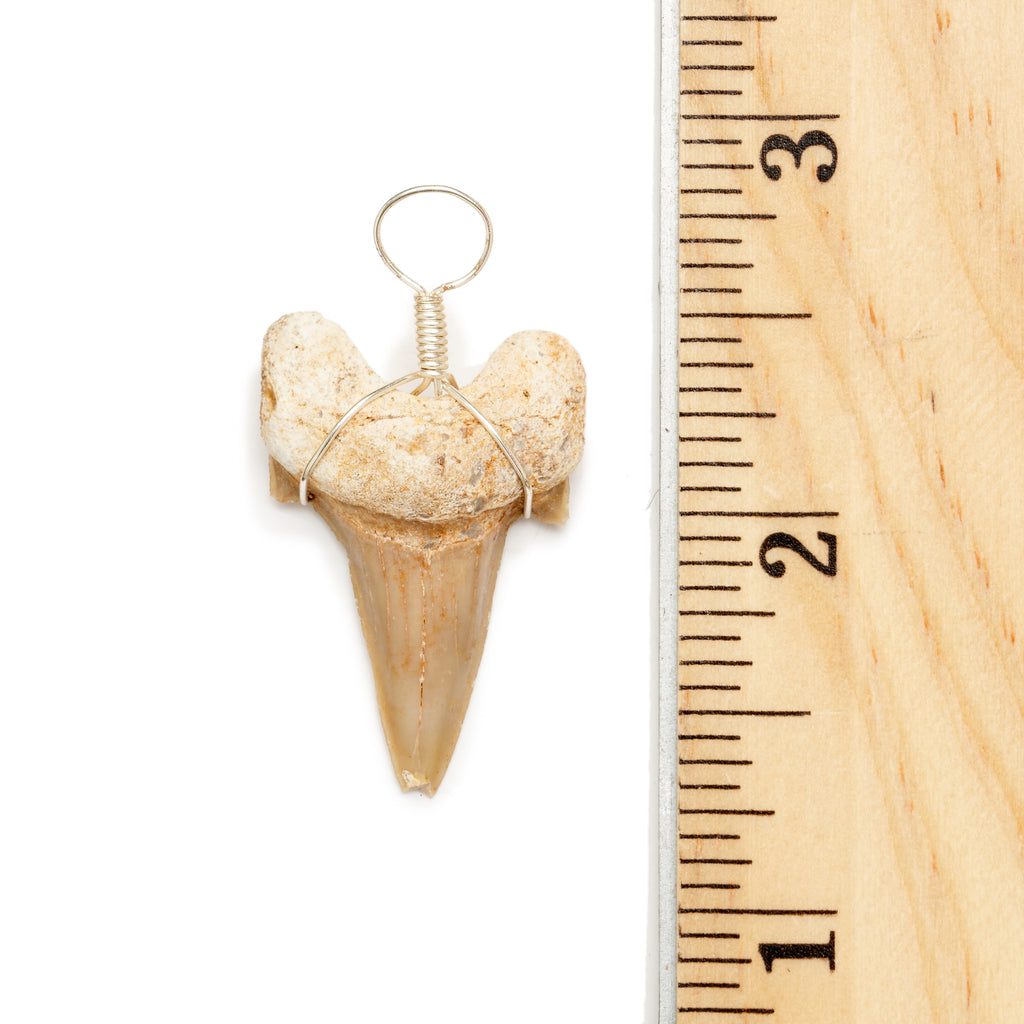 Medium Fossilized Shark Tooth Wire Wrapped Pendant with a Ruler for Size