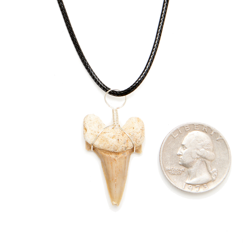 Medium Fossilized Shark Tooth Wire Wrapped Pendant with a Quarter for Size