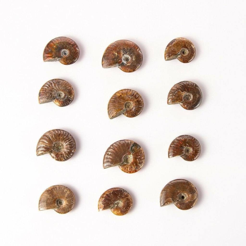 12 Different Small Polished Opalized Ammonite Fossils