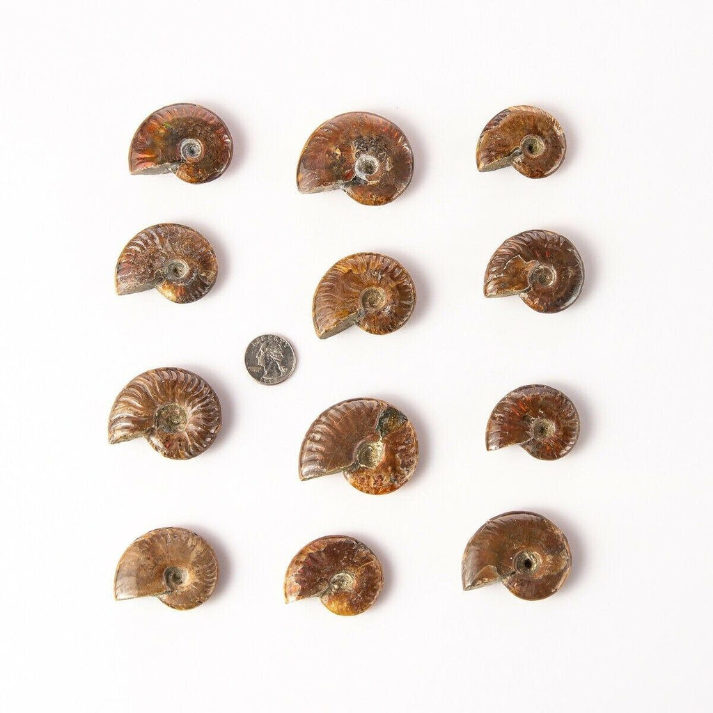 12 Different Small Polished Opalized Ammonite Fossils with Quarter for Size