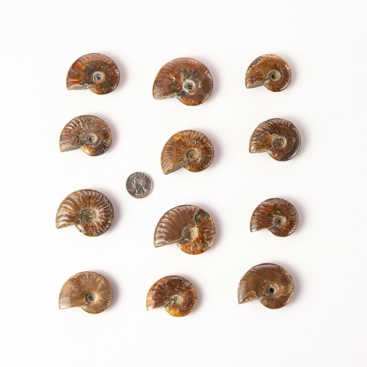 Polished Madagascar Opalized Ammonite Fossil | Tree of Life Gems