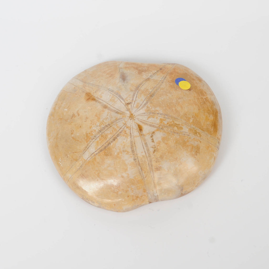 Giant Fossilized  Sand Dollar