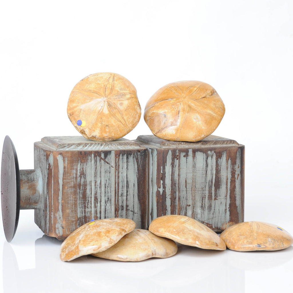 Giant Sand Dollar on decorative box