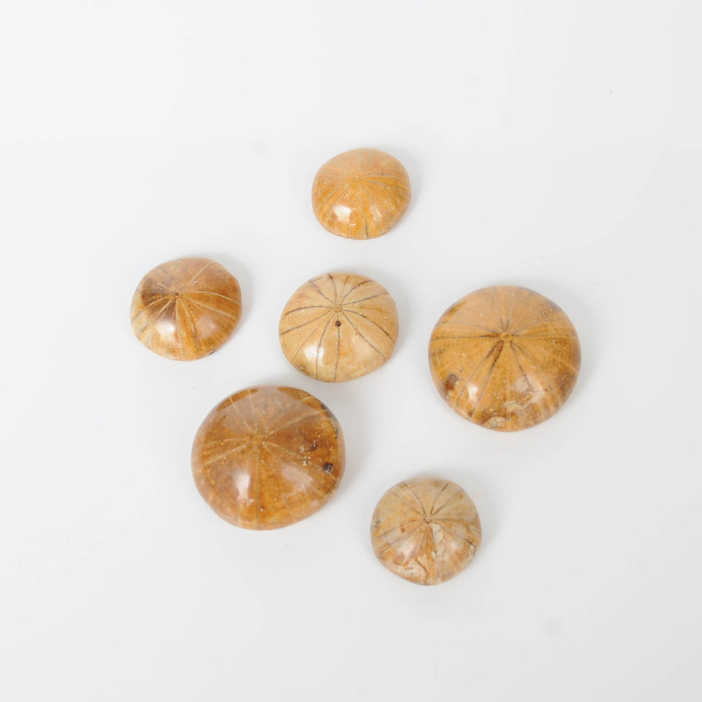 Group of small fossilized sea biscuits 