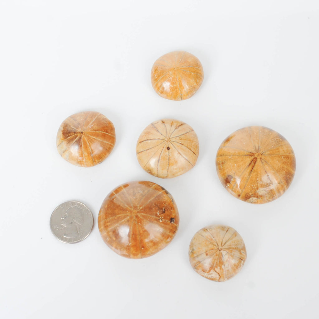 Small fossilized sea biscuits with Quarter