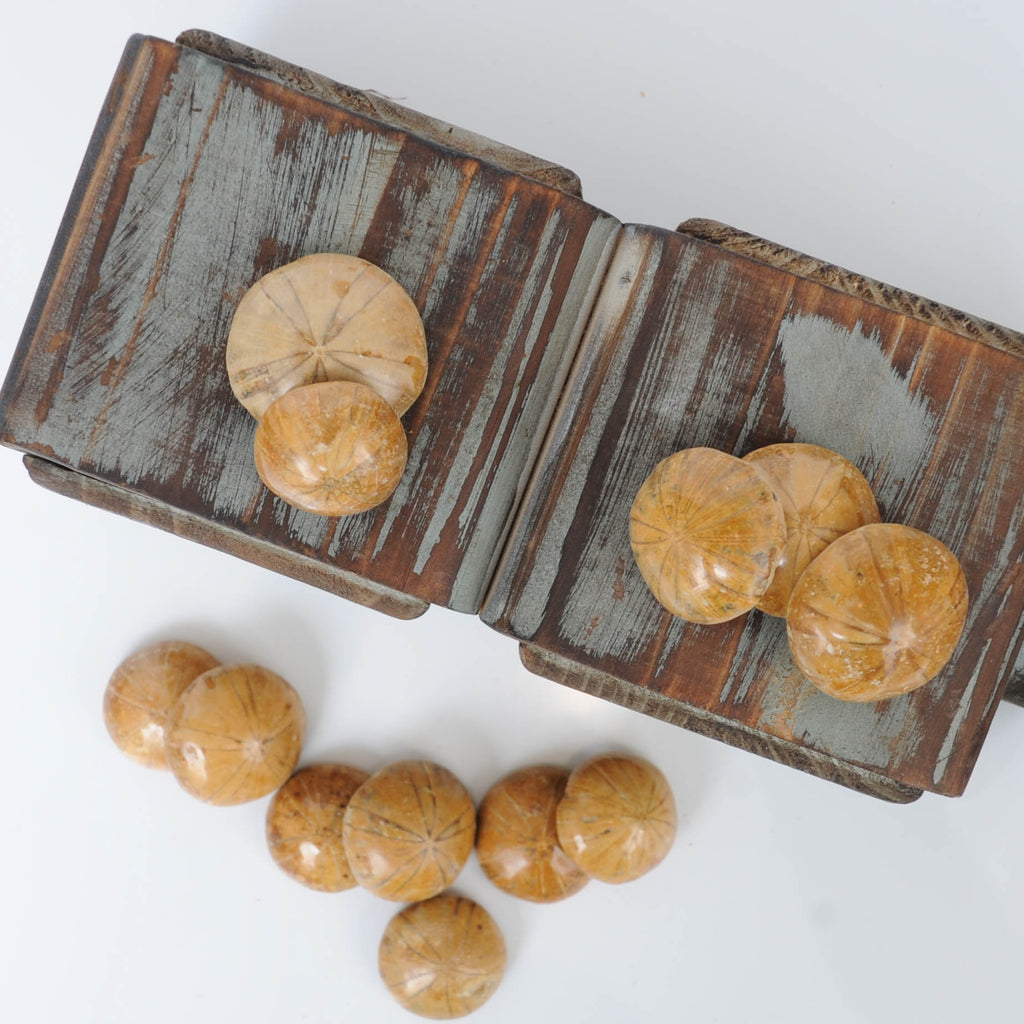 Small fossilized sea biscuit on a box 