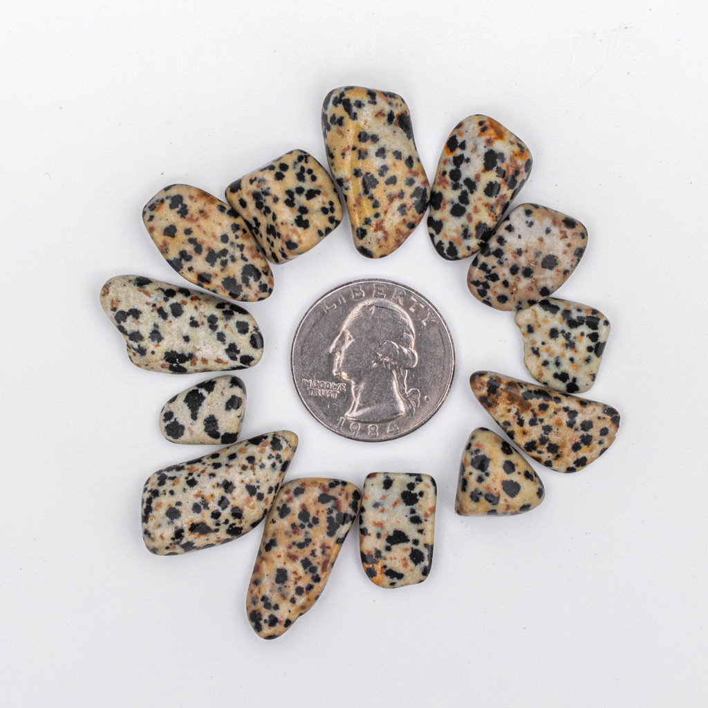 Small Tumbled Dalmatian Jasper Gemstones with Quarter for Size