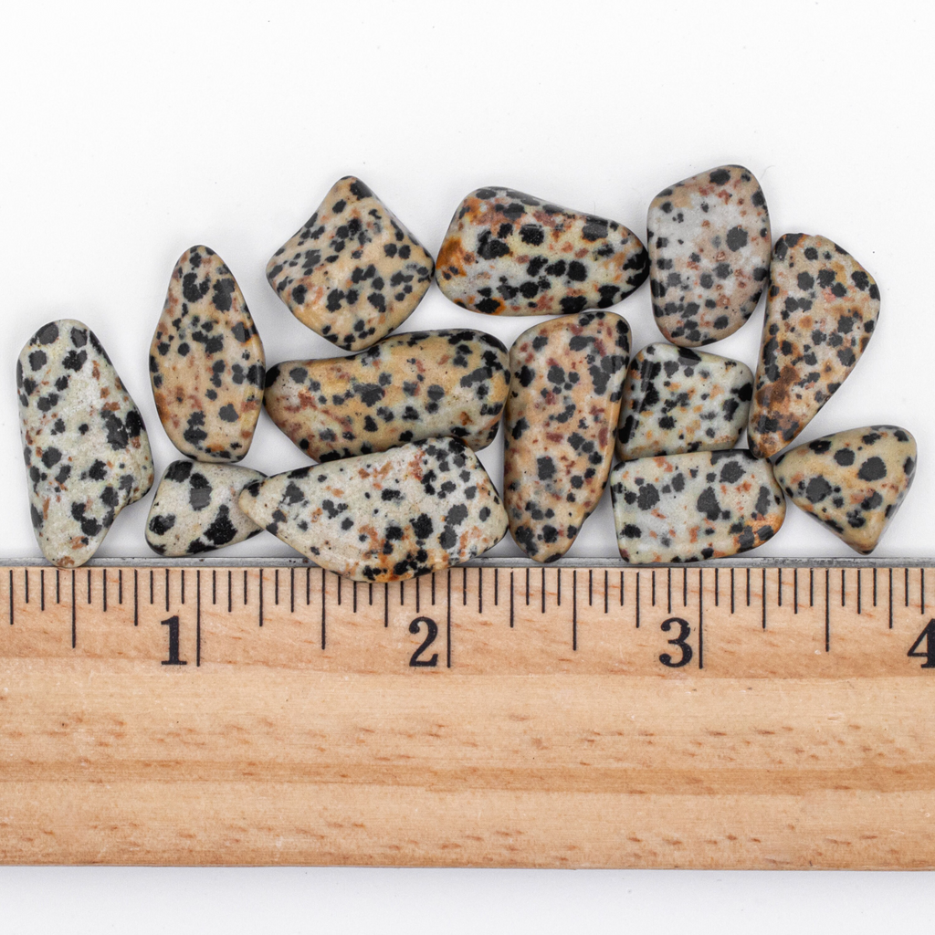 Small Tumbled Dalmatian Jasper Gemstones with Ruler for Size