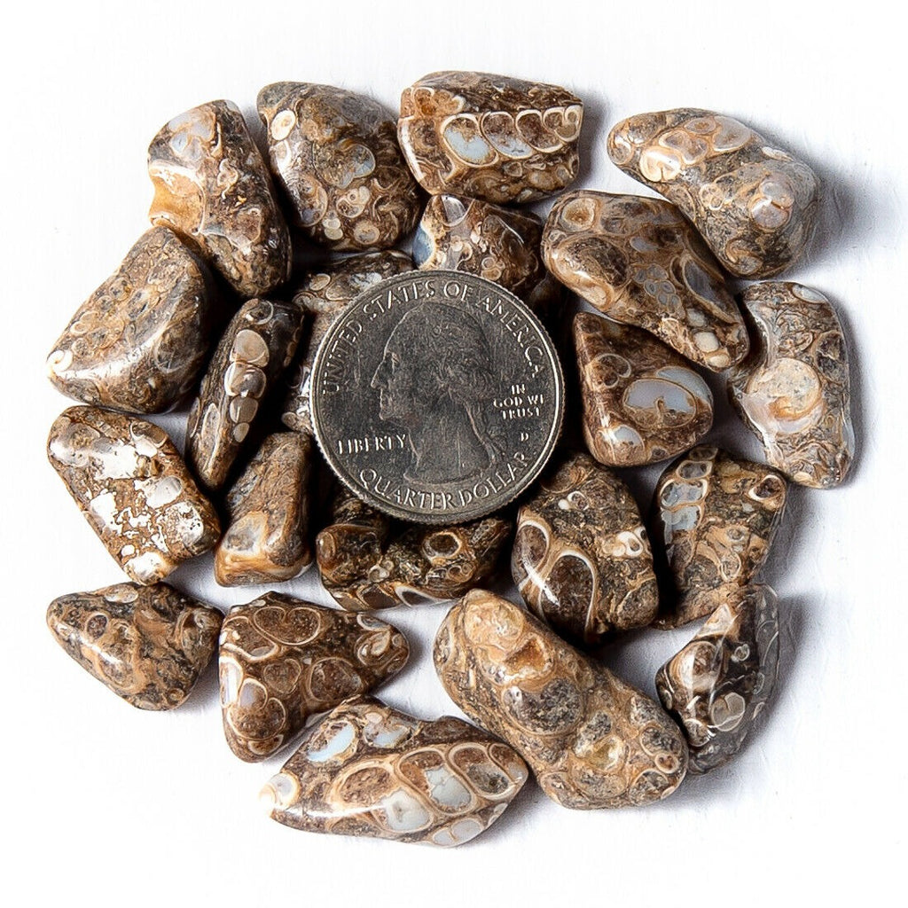 Small Polished Turritella Agate Gemstones with a Quarter for Size