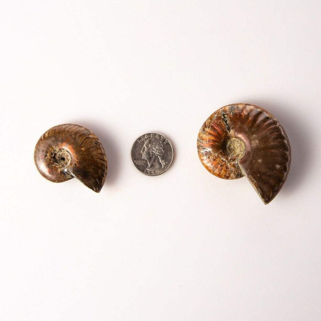 A Larger and Smaller Polished Opalized Ammonite Fossils with Quarter for Size