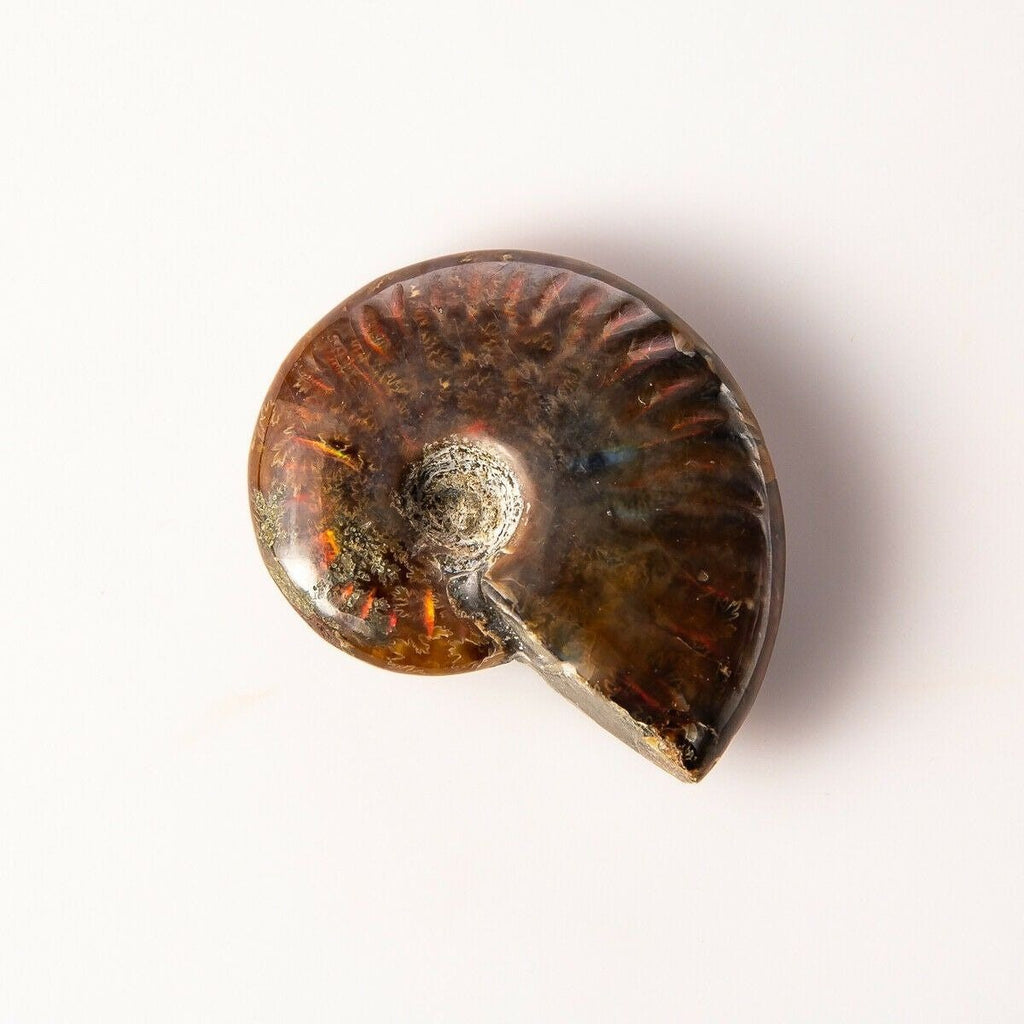 Small Polished Opalized Ammonite Fossil