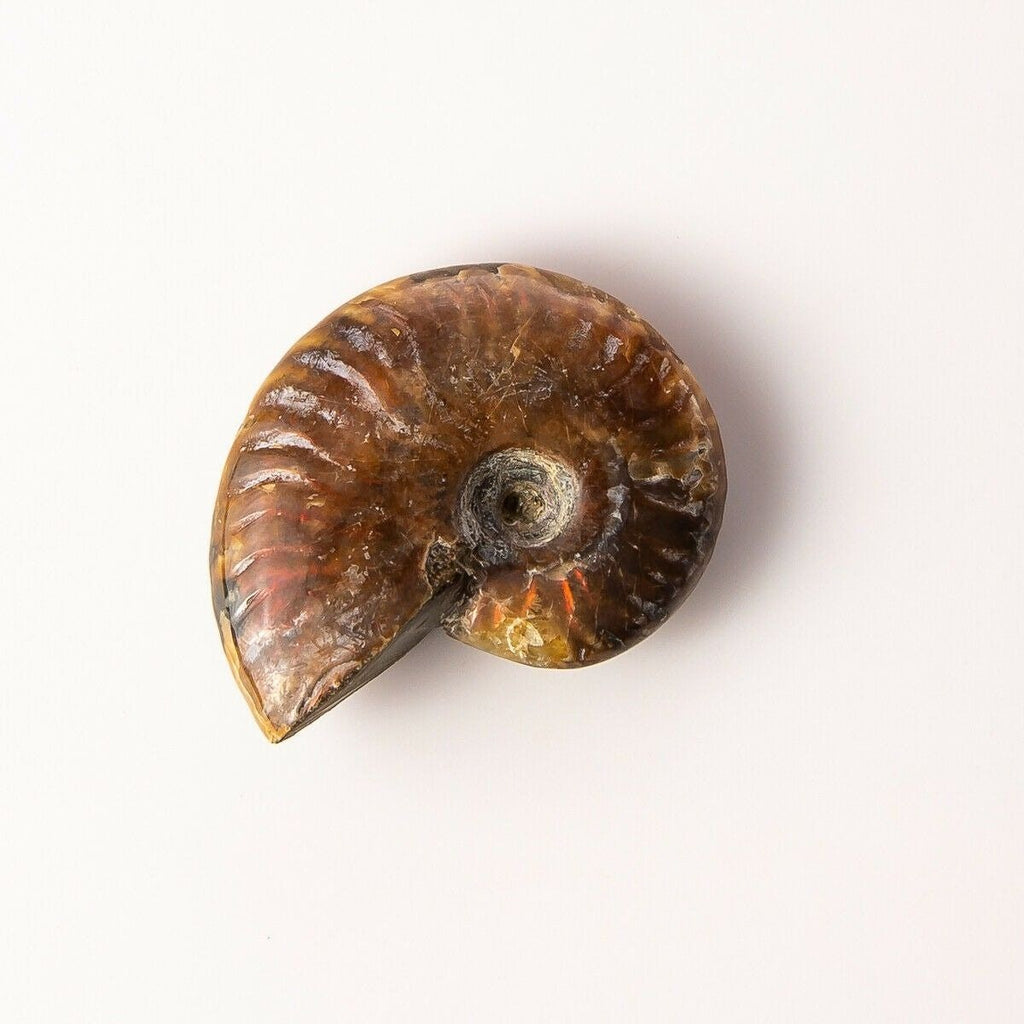 Small Polished Opalized Ammonite Fossil