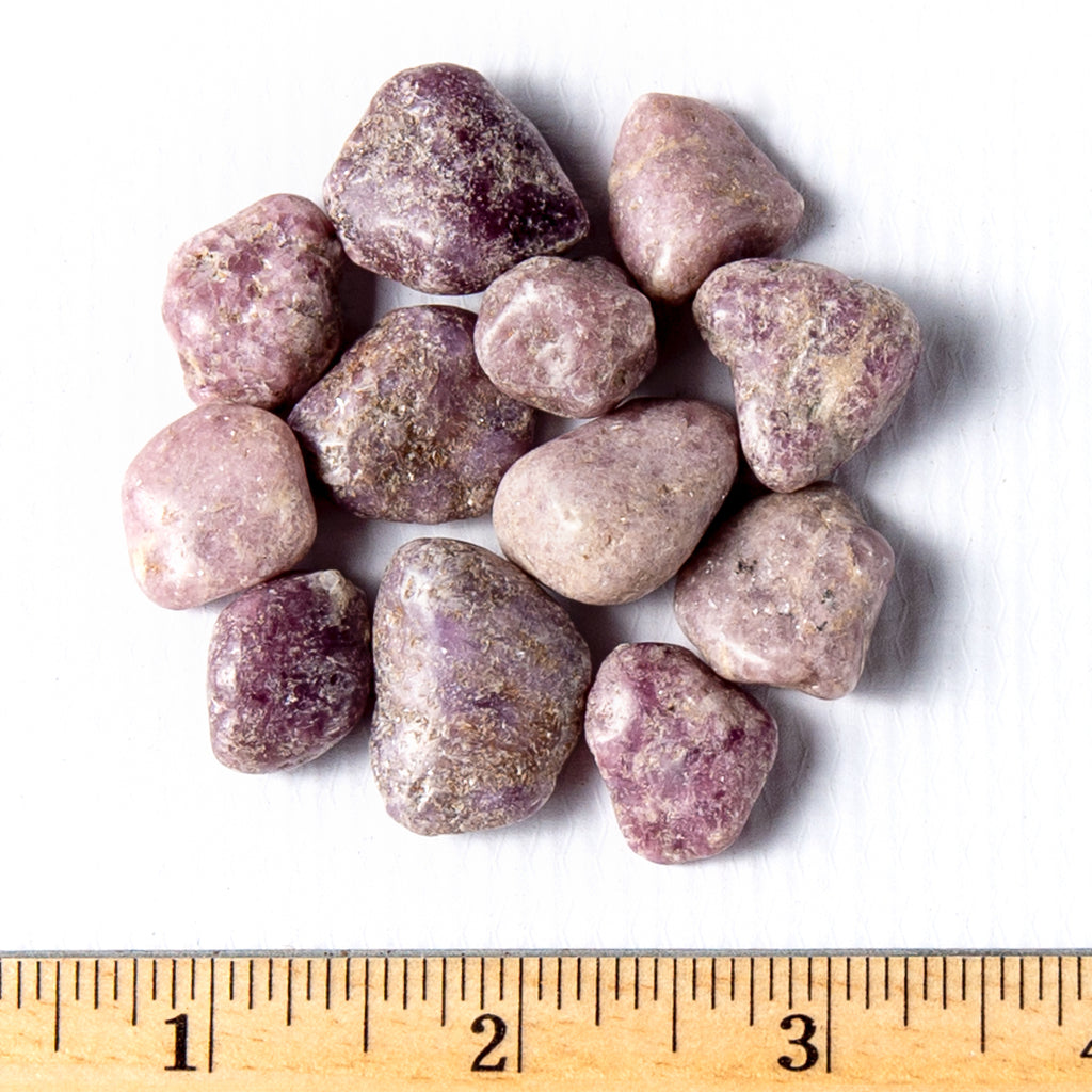 Medium Tumbled Lepidolite Gemstones with a ruler