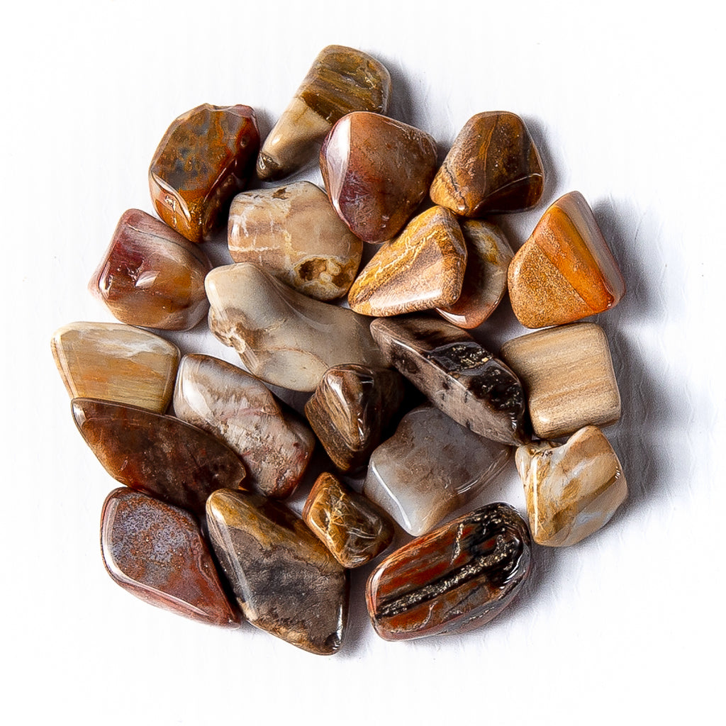 50 Grams of Small Tumbled Petrified Wood Fossil Gemstone Crystals