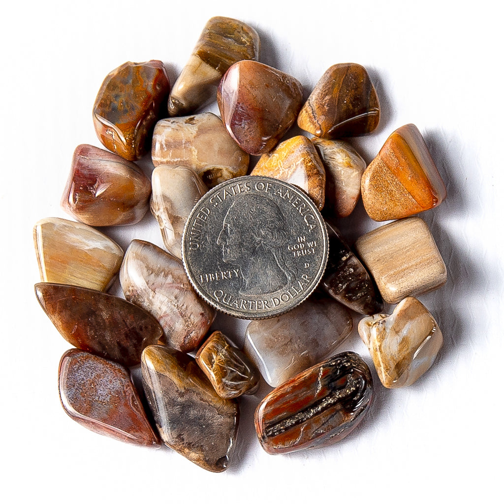 Small Tumbled Petrified Wood Fossil Gemstones with a Quarter for Size