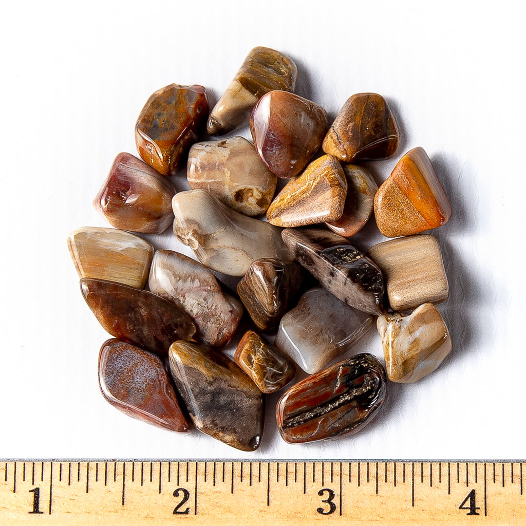 Small Tumbled Petrified Wood Fossil Gemstones with a Ruler for Size 