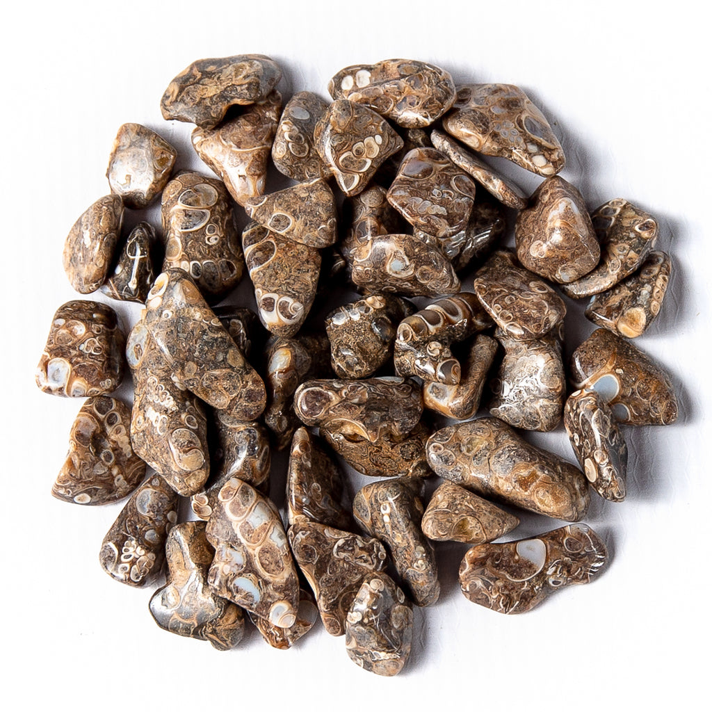 1/4 Pound of Tumbled Turritella Agate Gemstone Crystals