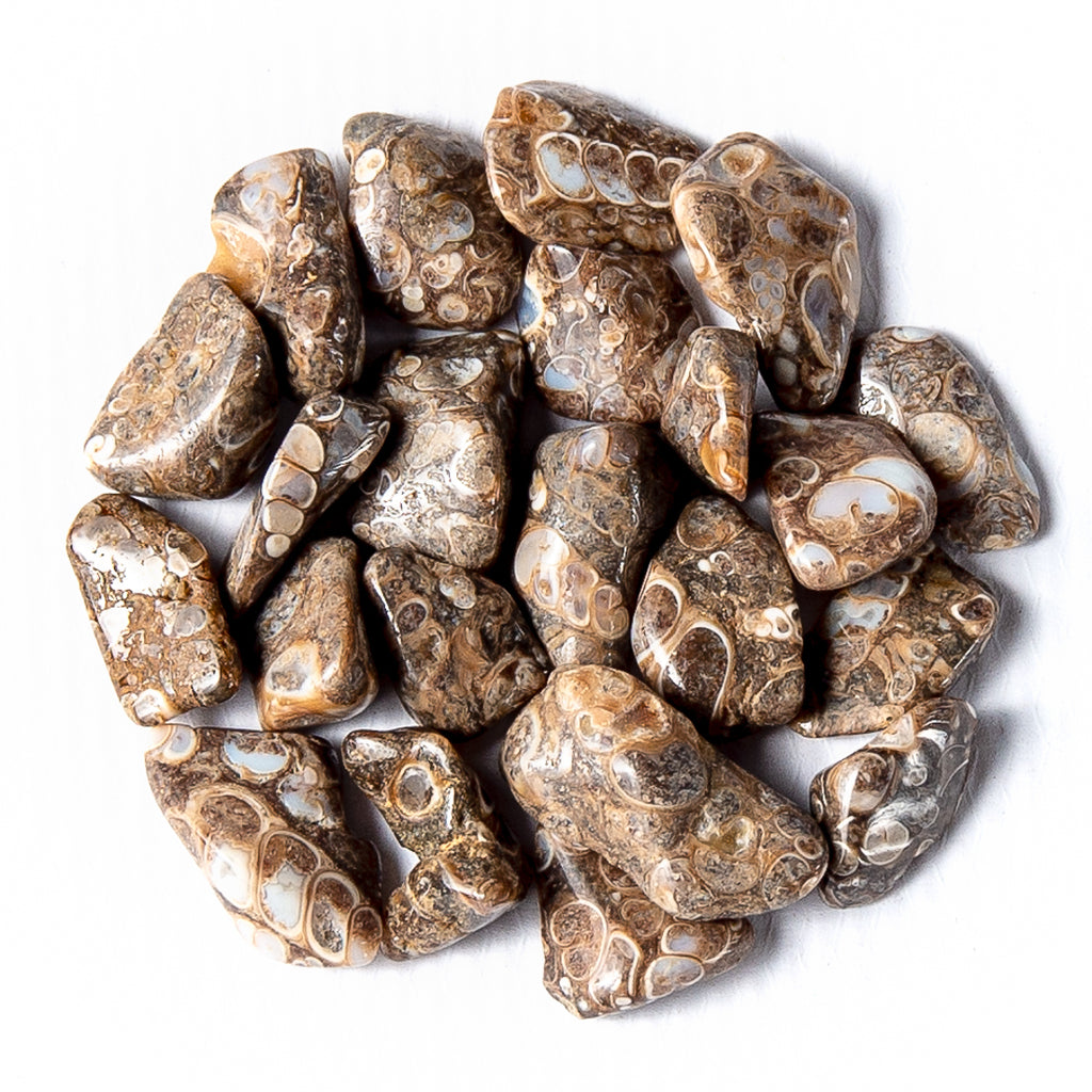 50 Grams of Tumbled Turritella Agate Gemstone Crystals