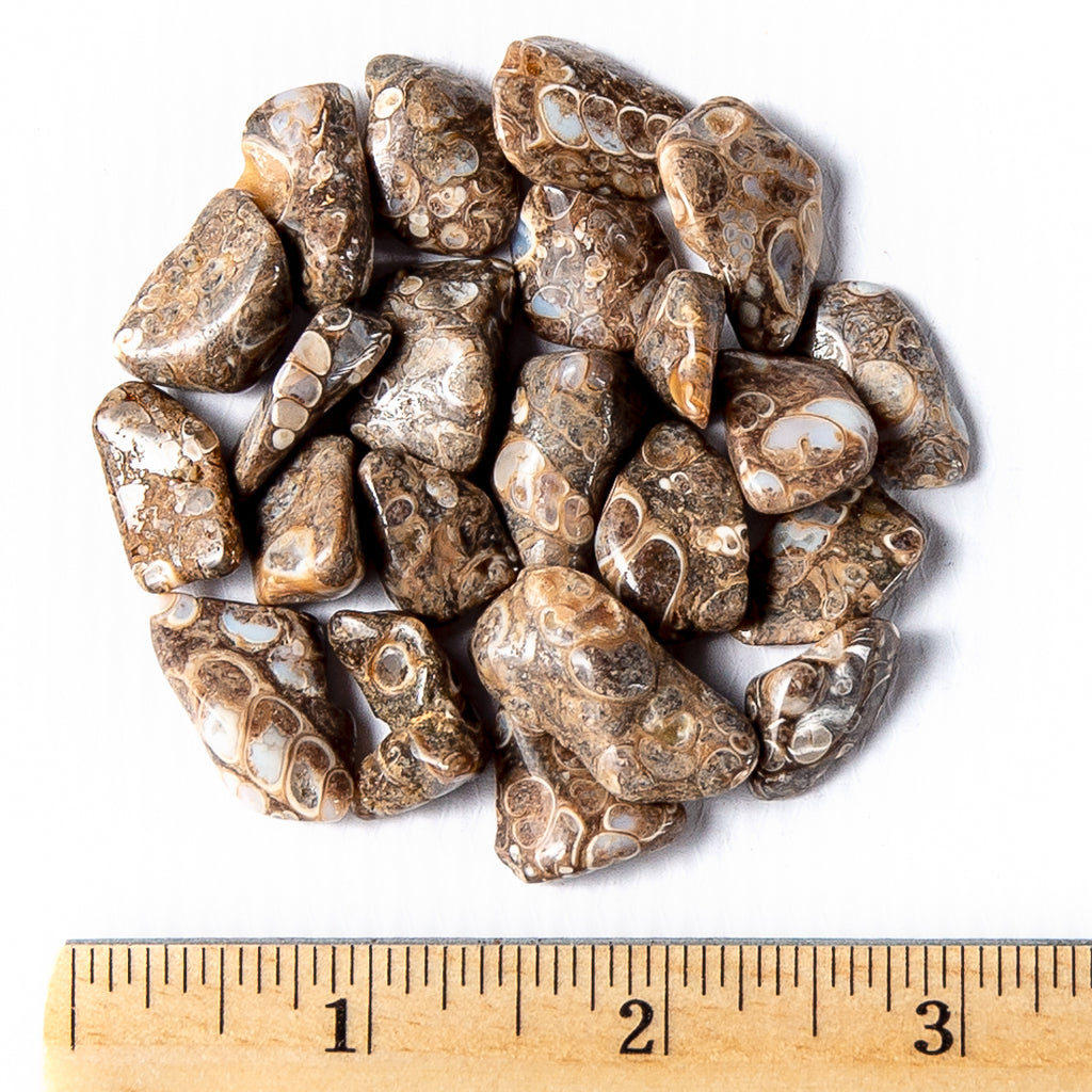 Small Tumbled Turritella Agate Gemstones with a Ruler for Size